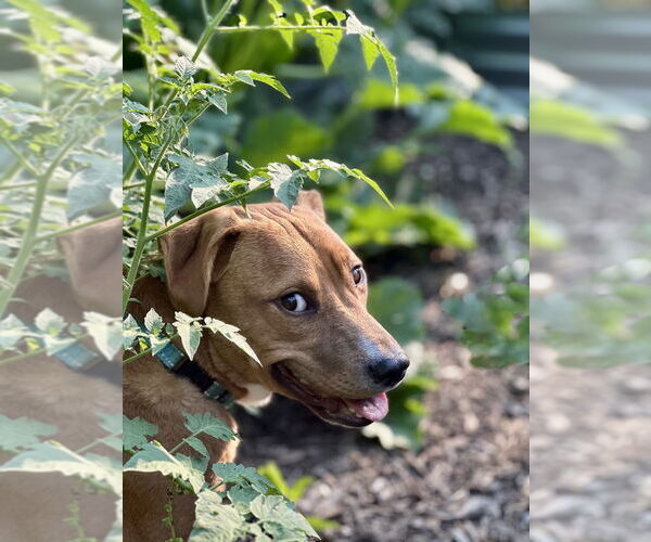 Medium Photo #14 Mutt Puppy For Sale in Mundelein, IL, USA