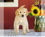 Small Photo #4 Golden Retriever Puppy For Sale in MANHEIM, PA, USA