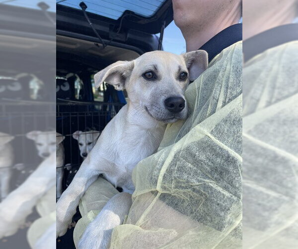 Medium Photo #1 Labrador Retriever Puppy For Sale in Stockton, CA, USA