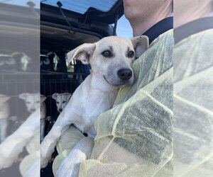 Labrador Retriever Dogs for adoption in Stockton, CA, USA