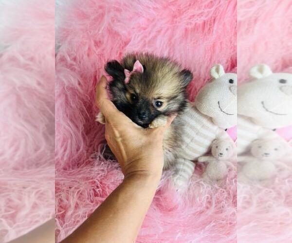 Medium Photo #9 Pomeranian Puppy For Sale in BOSTON, MA, USA