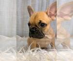 Small #2 French Bulldog