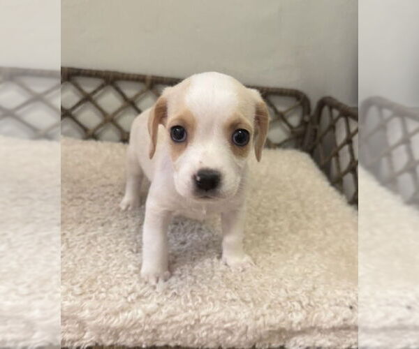 Medium Photo #8 Boxador Puppy For Sale in Lakewood, CO, USA