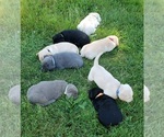 Small #15 Labrador Retriever