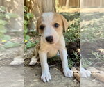 Small Labrador Retriever Mix