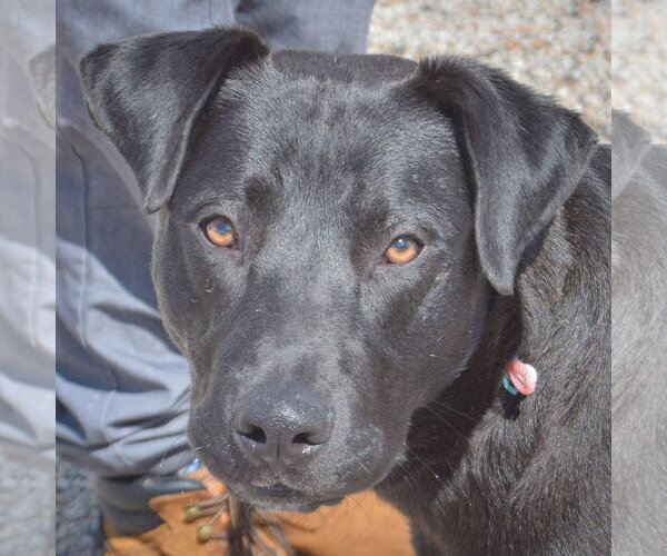Medium Photo #2 Mutt Puppy For Sale in Huntley, IL, USA
