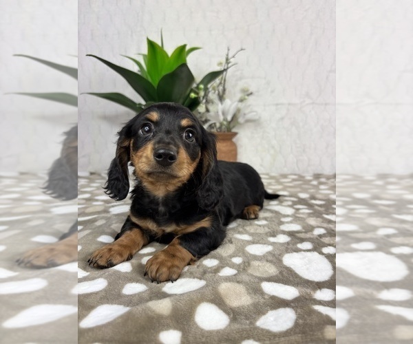 Medium Photo #7 Dachshund Puppy For Sale in INDIANAPOLIS, IN, USA
