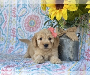 Goldendoodle (Miniature) Puppy for sale in LANCASTER, PA, USA