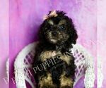 Small Photo #51 Poodle (Toy) Puppy For Sale in WARSAW, IN, USA