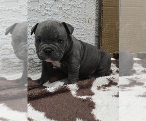 American Bully Puppy for sale in NORTH PORT, FL, USA