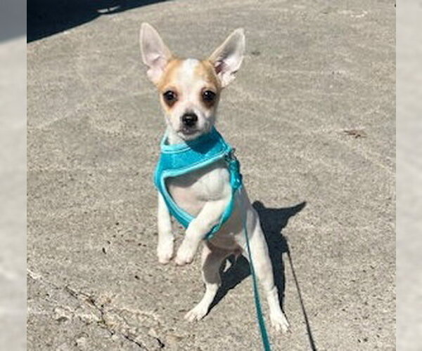 Medium Photo #3 Chihuahua-Unknown Mix Puppy For Sale in HOUSTON, TX, USA
