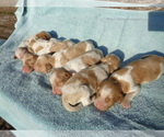 Small Photo #1 Brittany Puppy For Sale in CULPEPER, VA, USA