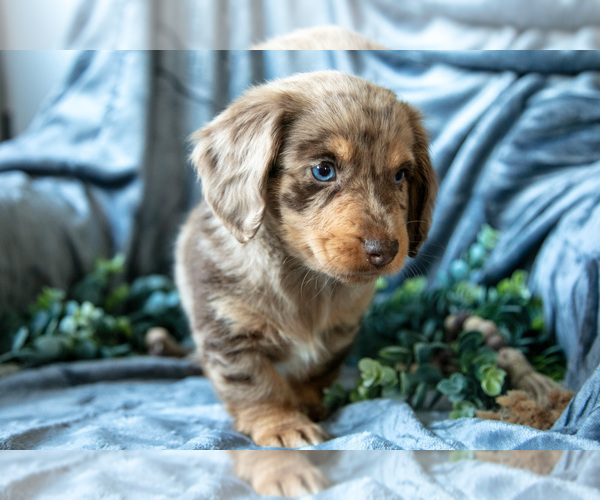Medium Photo #16 Dachshund-Siberian Husky Mix Puppy For Sale in ELIZABETHTOWN, PA, USA