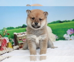 Small Photo #1 Shiba Inu Puppy For Sale in SACRAMENTO, CA, USA