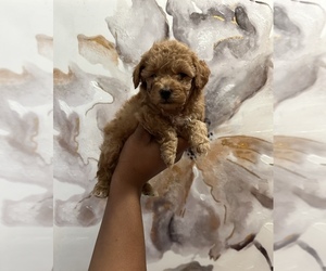 Poodle (Toy) Puppy for sale in PARK FOREST, IL, USA