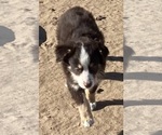Small #12 Miniature Australian Shepherd