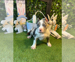 Puppy Puppy 2 King American Bully