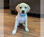 Small #2 Golden Retriever Mix