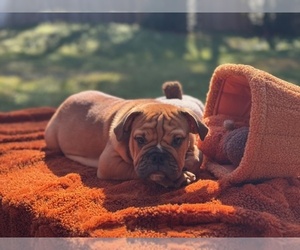English Bulldog Puppy for sale in POWHATAN, VA, USA