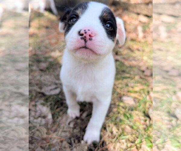 Medium Photo #3 Mutt Puppy For Sale in Brooklyn Center, MN, USA
