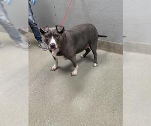American Pit Bull Terrier-Unknown Mix Dogs for adoption in Las Vegas, NV, USA