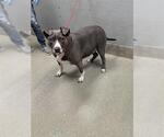 Small American Pit Bull Terrier Mix