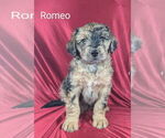 Puppy Romeo Bernedoodle