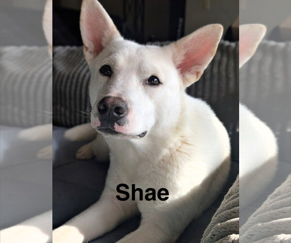 Medium Photo #1 Australian Kelpie-Siberian Husky Mix Puppy For Sale in Topeka, KS, USA