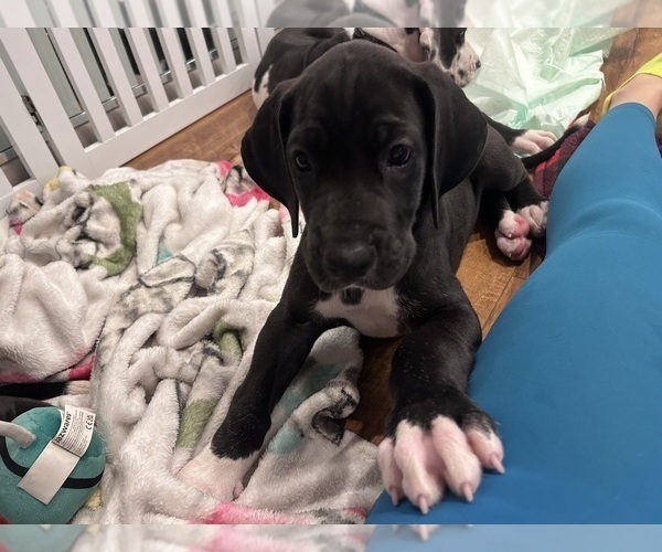 Medium Photo #3 Great Dane Puppy For Sale in WILLIS, TX, USA