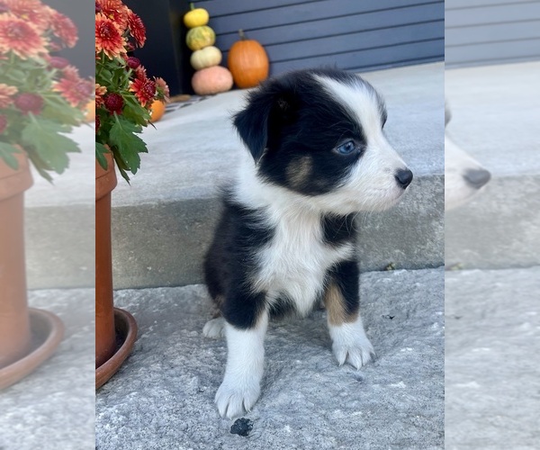 Medium Photo #5 Australian Shepherd Puppy For Sale in LODA, IL, USA