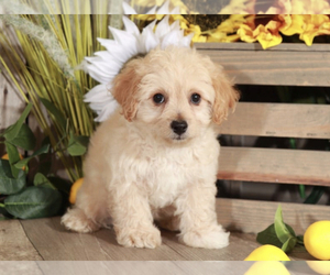 Poochon Puppy for sale in MOUNT VERNON, OH, USA