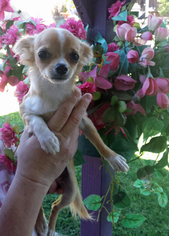 Chihuahua Puppy for sale in TACOMA, WA, USA