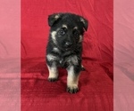 Small Photo #3 German Shepherd Dog Puppy For Sale in HOPEDALE, IL, USA