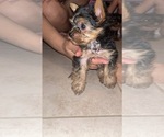 Small #2 Yorkshire Terrier