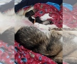 Small Photo #2 Alaskan Husky-German Shepherd Dog Mix Puppy For Sale in HILLSBORO, OR, USA