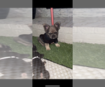 Small #3 French Bulldog