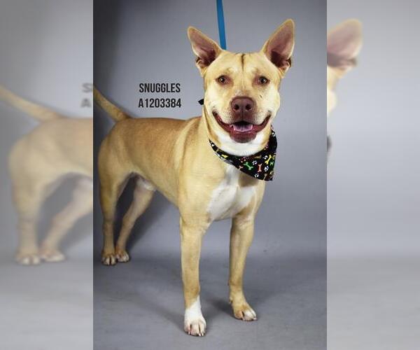 Medium Photo #1 Mutt Puppy For Sale in Bakersfield, CA, USA