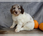 Small #1 Miniature Labradoodle
