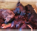 Small Photo #6 Irish Wolfhound-Poodle (Standard) Mix Puppy For Sale in OMAHA, AR, USA