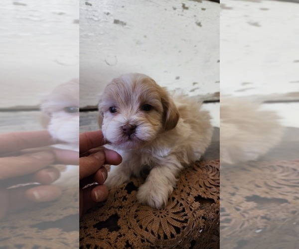 Medium Photo #11 Mal-Shi-Poodle (Miniature) Mix Puppy For Sale in GREENWOOD, WI, USA