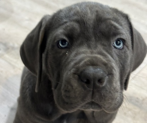 Medium Photo #10 Cane Corso Puppy For Sale in COLONIAL HEIGHTS, VA, USA