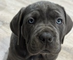 Puppy Persephone Cane Corso
