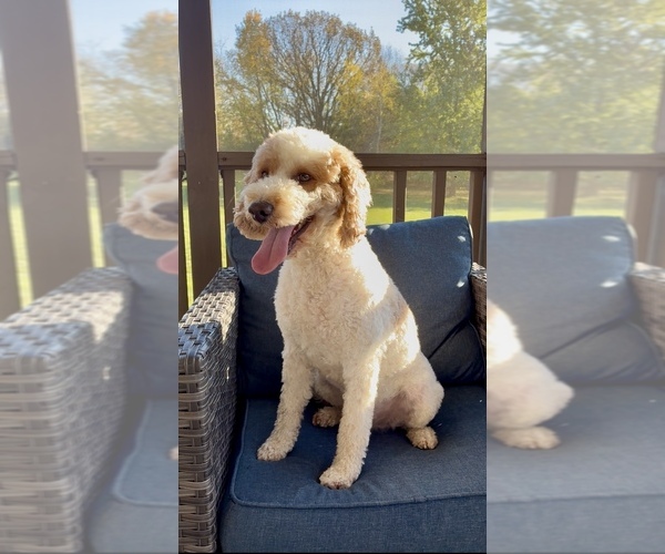 Medium Photo #2 Poodle (Miniature) Puppy For Sale in RANDOLPH, WI, USA
