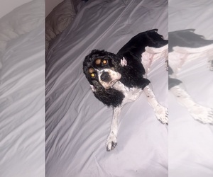 Mother of the Cocker Spaniel puppies born on 12/17/2025