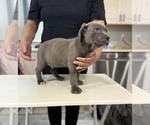 Small Photo #1 Cane Corso Puppy For Sale in PORTLAND, OR, USA