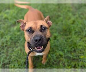 Black Mouth Cur-Unknown Mix Dogs for adoption in Ocala, FL, USA