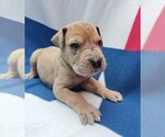 Small Great Dane
