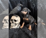 Puppy Puppy 9 Doberman Pinscher