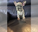 Small Photo #4 French Bulldog Puppy For Sale in NEWARK, OH, USA