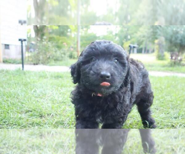 Medium Photo #10 Aussiedoodle Puppy For Sale in CONWAY, SC, USA